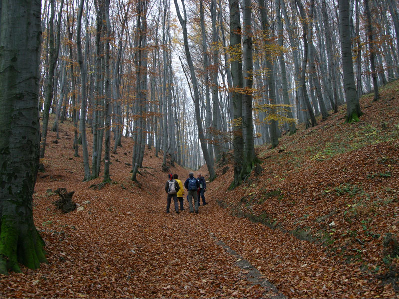 Az őszi Bakony.